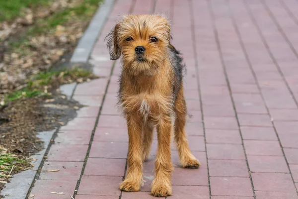 一只比利时 或布鲁塞尔 的装饰犬格里芬在公园里散步 — 图库照片