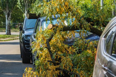 Kasırga sırasında çok büyük bir kırık ağaç bir arabanın üzerine düştü. Fırtınadan sonra yıkım. Kazayla oldu. Yakın plan. Yaz.