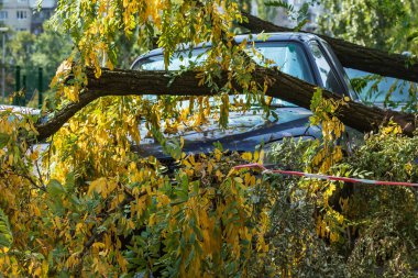 Kasırga sırasında çok büyük bir kırık ağaç bir arabanın üzerine düştü. Fırtınadan sonra yıkım. Kazayla oldu. Yakın plan. Yaz.