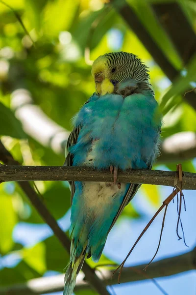 Bellissimo Pappagallo Verde Chiaro Seduto Ramo Uccello Selvatico Nella Foresta — Foto Stock