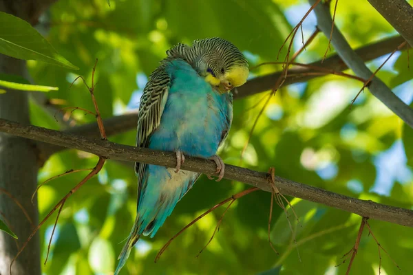 枝には美しい薄緑色のオウムが座っています 森の中の野鳥 — ストック写真