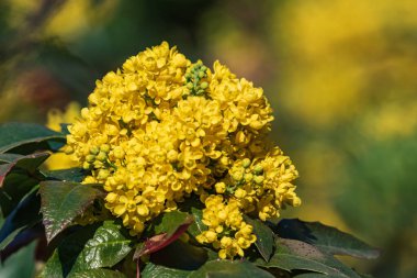 Sıcak güneşli bir günde parlak sarı renk yoğun kümeleri ile dikenli kösele yaprakları oluşan tüylü yeşil yaprakları ile dökmeyen Oregon üzüm çalı bir çiçekli bitki.