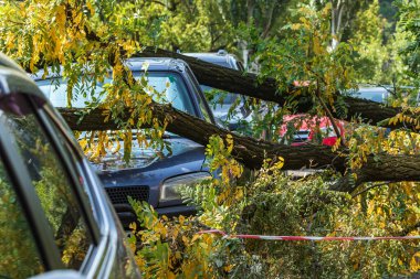 Kasırga sırasında çok büyük bir kırık ağaç bir arabanın üzerine düştü. Fırtınadan sonra yıkım. Kazayla oldu. Yakın plan. Yaz.