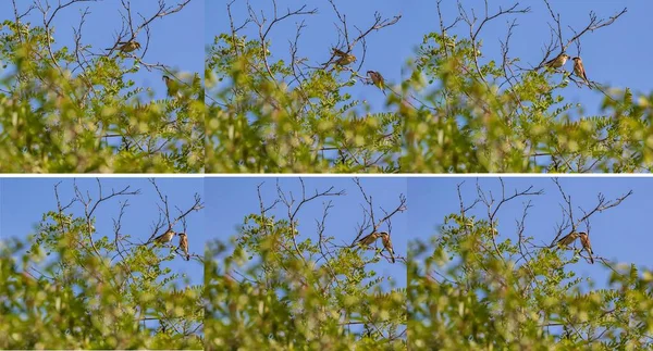 Küçük Kuşların Yaşamından Saniye Uzaktayız Yetişkin Kuş Yavruyu Besler Yaz — Stok fotoğraf