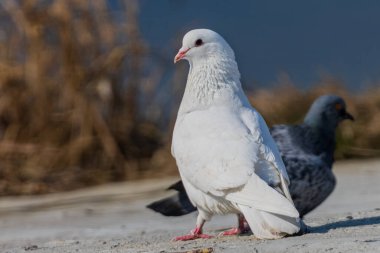 Muhteşem beyaz bir güvercin. Parktaki beyaz güvercinlerin güzelliği. Şehir kuşları.