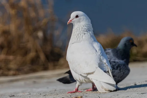 Muhteşem beyaz bir güvercin. Parktaki beyaz güvercinlerin güzelliği. Şehir kuşları.