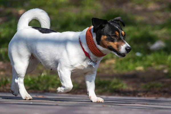一只长着华丽尾巴和红领子的可爱的红黑相间的狗走过去 看着摄影师 去年公园里的树叶 — 图库照片