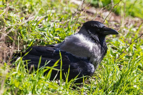 Een Jonge Kraai Zit Het Groene Gras Een Close Warme — Stockfoto