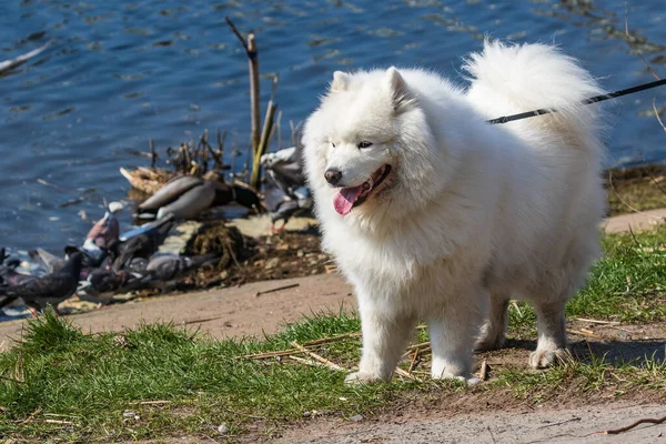Krásný Bílý Chlupatý Pes Procházku Zaparkujte Řeky Slunečný Den Detailní — Stock fotografie