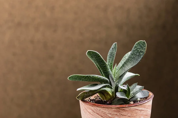 Gasteria bulanık bir arka planda, güzel bir çömleğin içinde bulunur. Yeşil sulu. Ev bitkileri. Ev dekorasyonu. Uzayı kopyala Yan görünüm.