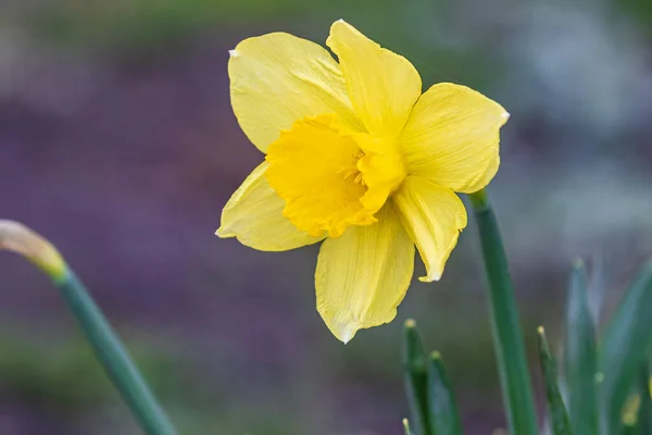 ダフォディの花 緑の葉の間に美しい明るい黄色の花 春の公園 — ストック写真