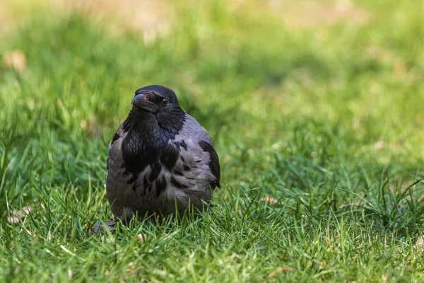 Eine Junge Krähe Sitzt Grünen Gras Nahaufnahme Warmer Sommertag Park — Stockfoto