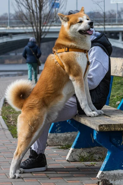 Büyük Bir Köpek Park Alanında Yürüyor Nehrin Yanına Park Güneşli — Stok fotoğraf