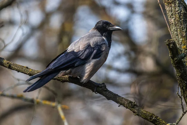 The gray crow sits on a branch and proudly looks ahead. Warm spring day in the park. Wild nature. City birds.