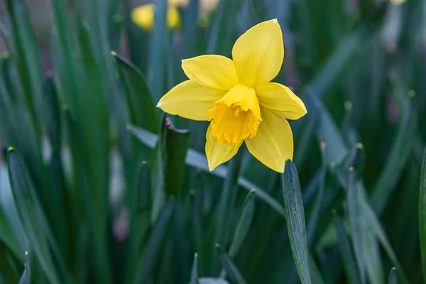 ダフォディの花 緑の葉の間に美しい明るい黄色の花 春の公園 — ストック写真