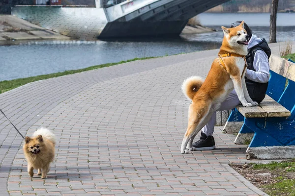 Büyük Bir Köpek Park Alanında Yürüyor Nehrin Yanına Park Evcil — Stok fotoğraf