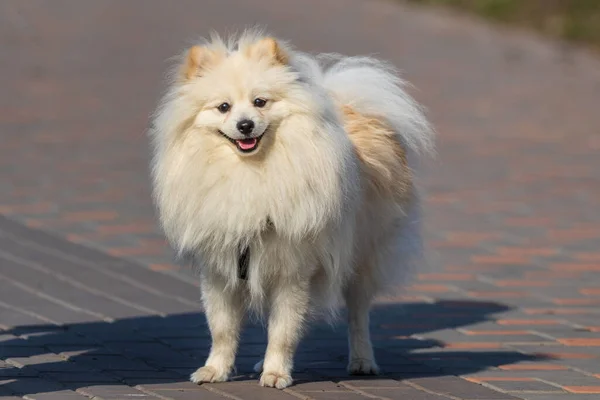 Cachorrinho Branco Bonito Caminha Para Passeio Olha Para Fotógrafo Dia — Fotografia de Stock