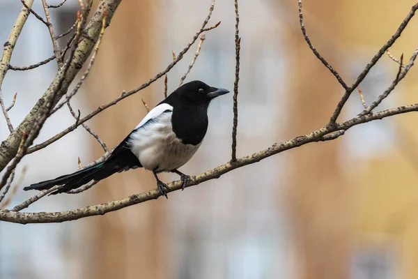 明るいカササギが木の枝に立っている 市鳥だ 春の公園 — ストック写真