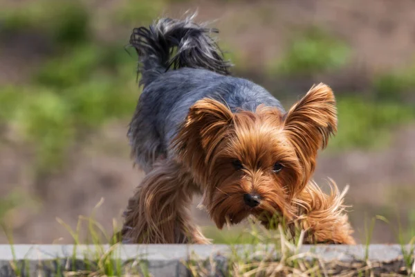 Cão Pequeno Vermelho Cinzento Bonito Caminha Uma Área Parque Dia — Fotografia de Stock