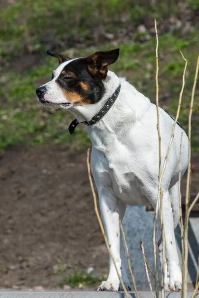 Grand Chien Blanc Tête Foncée Promène Dans Parc Journée Ensoleillée — Photo