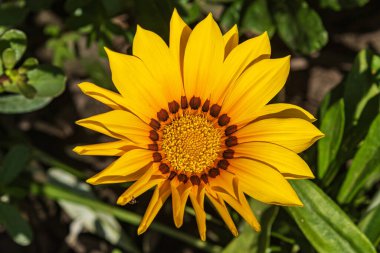 Yeşil yaprakları arasında güzel parlak sarı çiçek. Yaz. Close-up.Top görünümü.