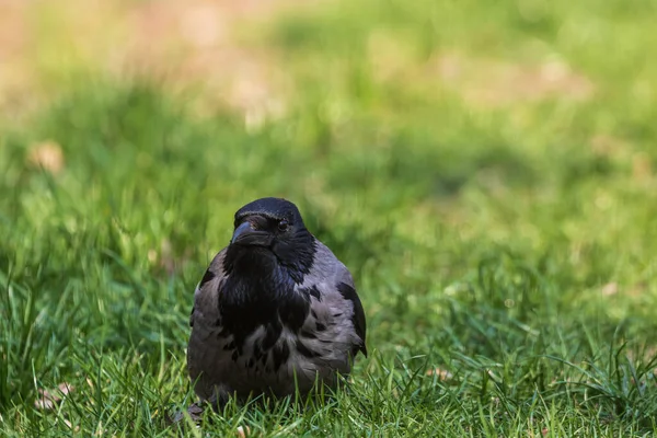 Eine Junge Krähe Sitzt Grünen Gras Nahaufnahme Warmer Sommertag Park — Stockfoto