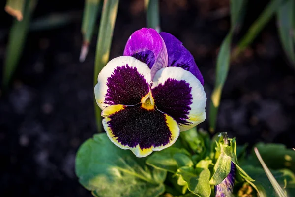 Belles Fleurs Multicolores Aux Motifs Naturels Magiques Poussent Terrain Ouvert — Photo