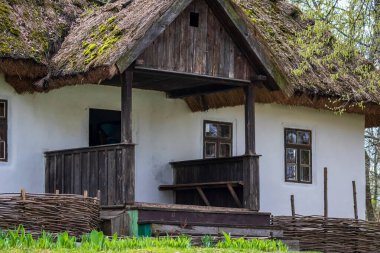 Geleneksel Ukrayna tarihi kır evi. Beyaz boyanmış duvarlar, küçük pencereler, sazlık çatı. Söğüt ağacının alçak çiti. Ulusal mimari. Ilık bahar güneşli gün.