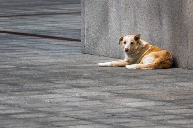 Büyük bir sokak köpeği gri bir duvara yaslanmış, ne yazık ki fotoğrafçıya bakıyor. Güneşli bir gün. Evcil hayvanlar. Gri arka plan. Yakın plan..