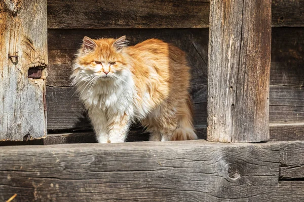 Uzun Yün Tüylü Tüylü Bir Kedi Büyük Odunlardan Yapılmış Bir — Stok fotoğraf