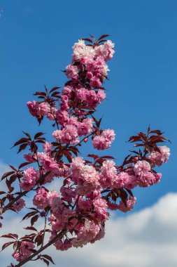 Pembe sakura 'nın bahar çiçeği. Baharda mavi gökyüzüne karşı parlak kiraz. Bahar tatili kartı.