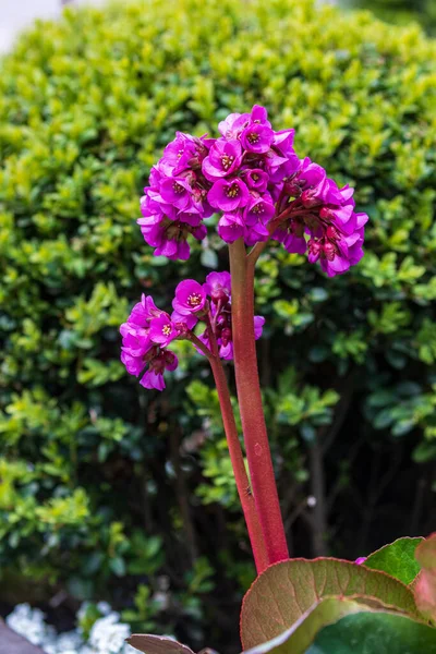 Jolies Fleurs Rouge Vif Sur Une Tige Poussent Pleine Terre — Photo