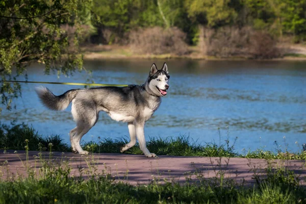 Bílý Pes Husky Tmavými Skvrnami Kráčí Dívá Fotografa Zaparkujte Řeky — Stock fotografie