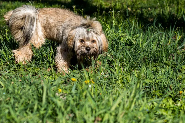 Adorável Cão Desgrenhado Caminha Parque Gramado Gramado Verde Dia Ensolarado — Fotografia de Stock