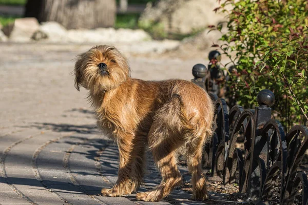 Egy Dekoratív Belga Vagy Brüsszeli Kutya Griffon Sétál Parkban Háziállatok — Stock Fotó