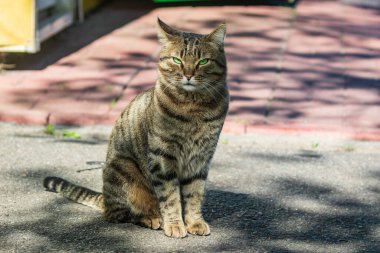 Güzel bir sokak kedisi kaldırımda oturur ve fotoğrafçıya bakar. Güneşli bir gün. Evcil hayvanlar. Yakın plan..
