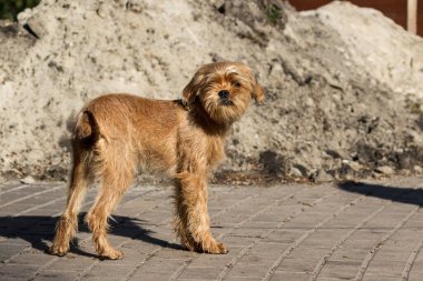 Dekoratif Belçikalı (veya Brüksel) bir köpek Griffon parkta yürüyor. Evcil hayvanlar. Yakın plan..