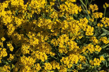 Birçok küçük, güzel, parlak sarı çiçekler bir bahar parkında yetişir. Yeşil yapraklar. Ilık bahar. Açık havada.