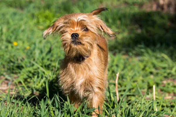Dekoratif Belçikalı (veya Brüksel) bir köpek Griffon parkta yürüyor. Evcil hayvanlar. Yakın plan..