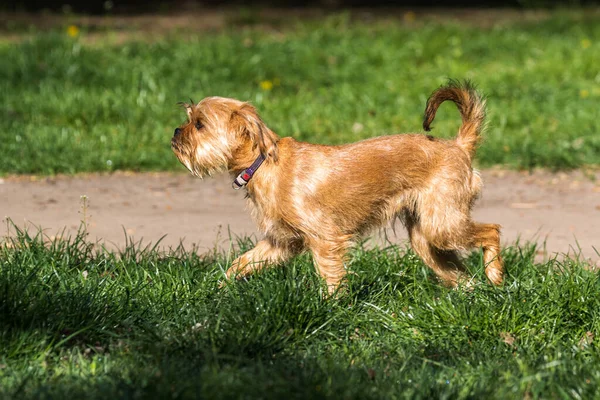 Decorative Belgian Brussels Dog Griffon Walks Park Pets Close — Stock Photo, Image