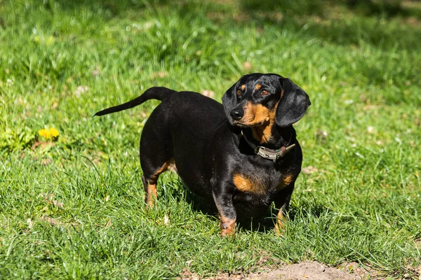 Parkta yeşil çimlerin üzerinde sevimli siyah bir köpek yürüyor. Güneşli bir gün. Evcil hayvanlar. Yakın plan..