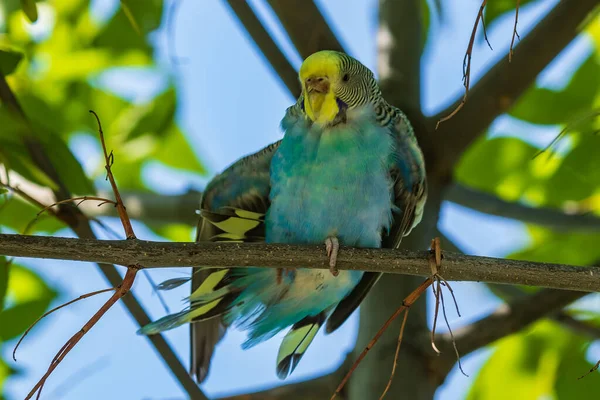 Beautiful Light Green Parrot Sitting Branch Wildlife Bird Forest Close — Stock Photo, Image
