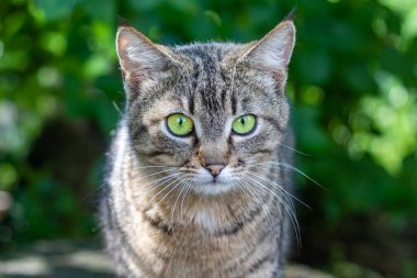 Bahçede yatan sevimli kedi ve fotoğrafçıya bakıyor. Parlak yeşil yaprakların arka planına karşı. Açık havada evcil kedi.