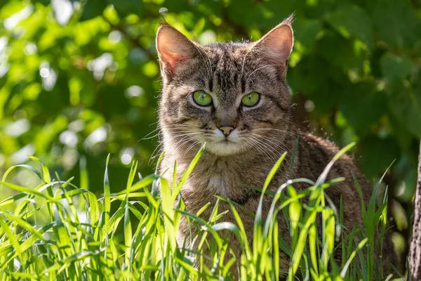 Bahçede Yatan Sevimli Kedi Fotoğrafçıya Bakıyor Parlak Yeşil Yaprakların Arka — Stok fotoğraf