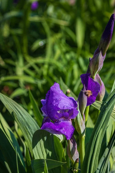 緑の葉の間に美しい明るい濃い紫色の花 — ストック写真