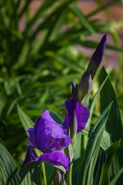 緑の葉の間に美しい明るい濃い紫色の花 — ストック写真