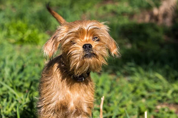 Egy Dekoratív Belga Vagy Brüsszeli Kutya Griffon Sétál Parkban Háziállatok — Stock Fotó