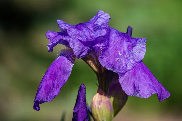 緑の茂みの間の開けた地面に茎に明るい濃い紫色の楽しい花を咲かせます 春の公園クローズアップ — ストック写真