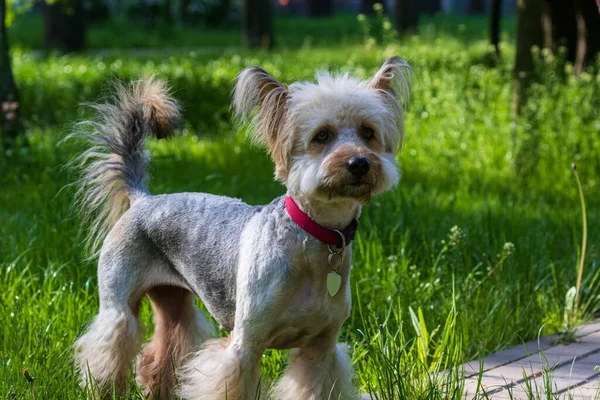 Cachorro Bonito Com Uma Coleira Vermelha Caminha Olha Para Fotógrafo — Fotografia de Stock