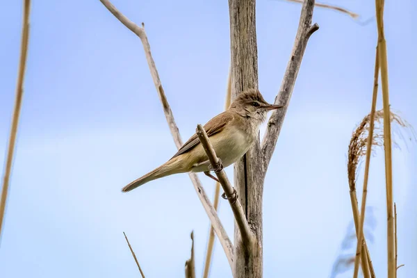 葦の草の上に大きな葦の串焼き かわいい茶色の大声でステルスソングバード 野生動物の鳥 — ストック写真